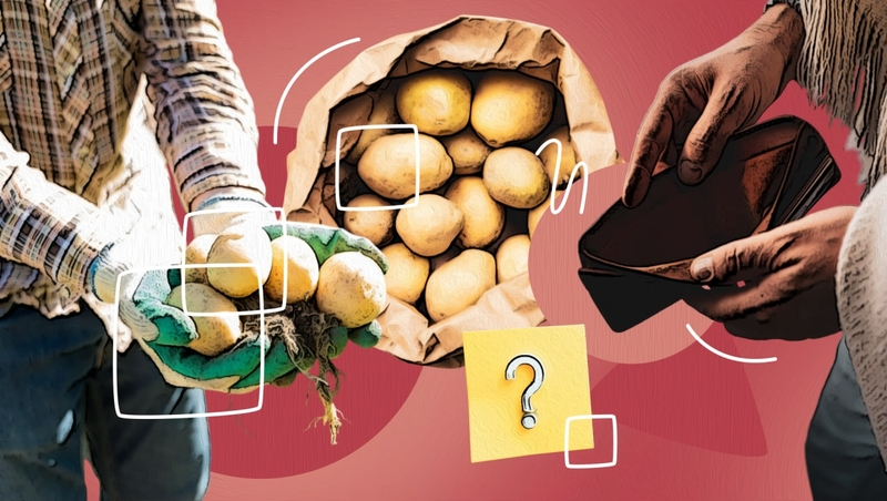 Второй хлеб подешевел: как урожай картофеля в 2025 году отражается на ставропольских ценах