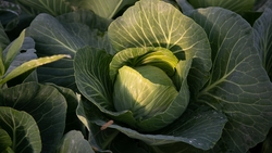 Картофель и квашеная капуста главные источники витамина С для россиян — диетолог