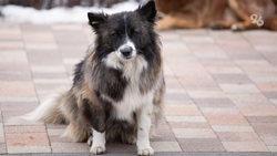 Собака укусила девочку в Дагестане, когда та залезла в будку