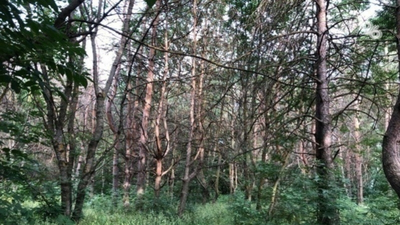 Вопрос переработки и утилизации сухостоя проработают на Ставрополье