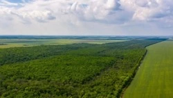 На Ставрополье запретили вырубки и стройки в заказнике «Лесная Дача»